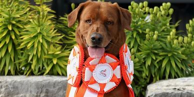 A brown dog proudly wearing multiple award ribbons around its neck.