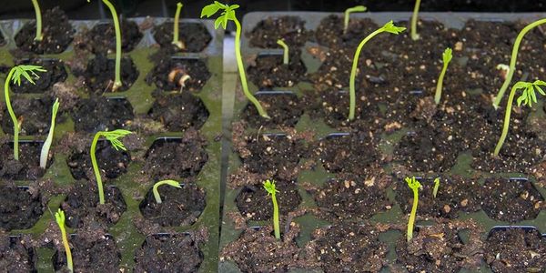 An example of how Healthy Bodies organically grows and nurtures the seedlings