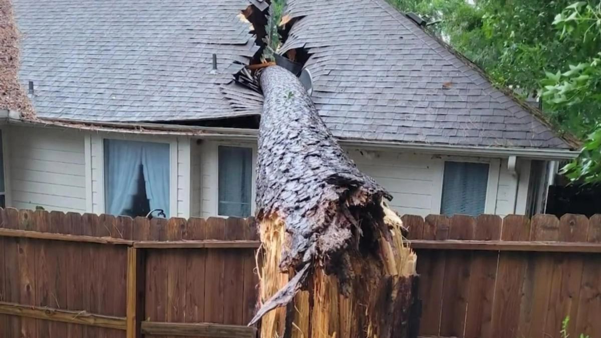 Tree Falls Reverse Who's Responsible When a Tree Falls?