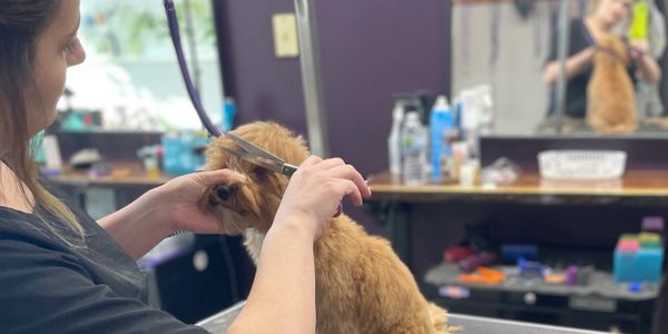 Pet Stylist grooming puppy