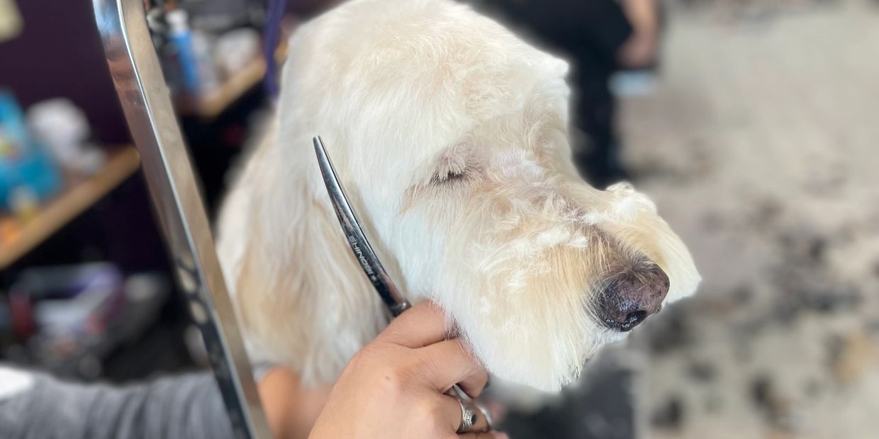 Golden doodle Haircut by professionally trained groomer.