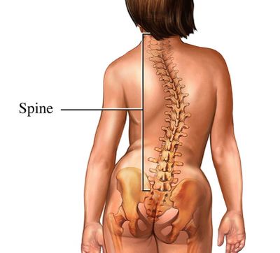 Illustration showing the human spine from the back.