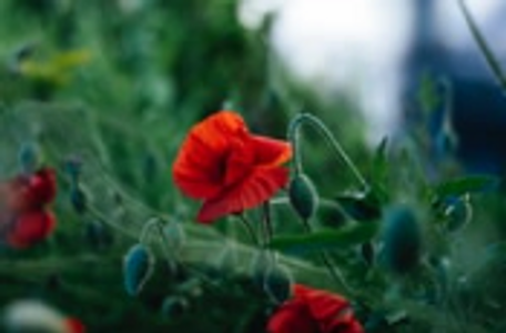 A red flower