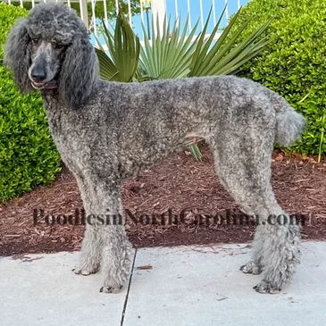 Standard poodles on the East Coast for sale. North Carolina