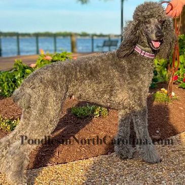 Poodles on the East Coast