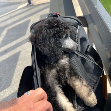 Standard poodle puppies
For sale near me