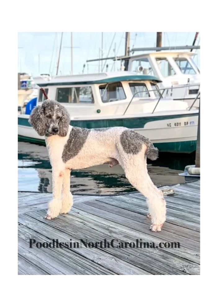 Standard Poodle In North Carolina Poodles on the Eeast Coast. Poodles New Your Poodles Maryland