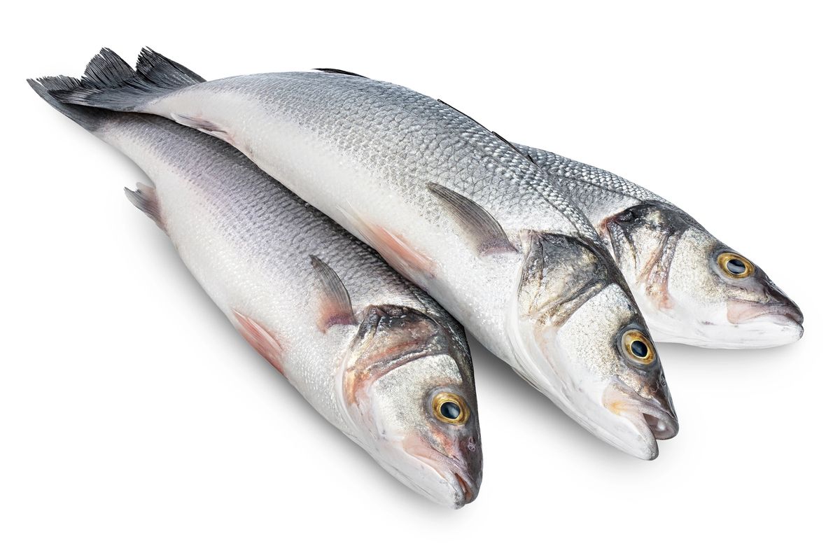 Whole Seabass Fresh small and Medium Available Priced Per Fish