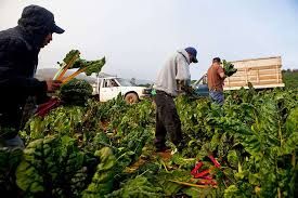 //img1.wsimg.com/isteam/ip/1ddb5f4d-b5d6-4aa0-b7ad-3a926b32fc02/HARVEST.jpg/:/rs=w:1300,h:800