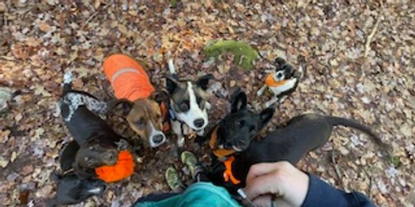 a group of dogs patiently waiting for a treat