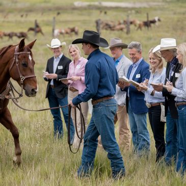 A cowboy presents a horse to a group of judges outdoors.