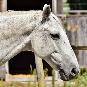 Profile of a speckled white horse near a wooden fence.