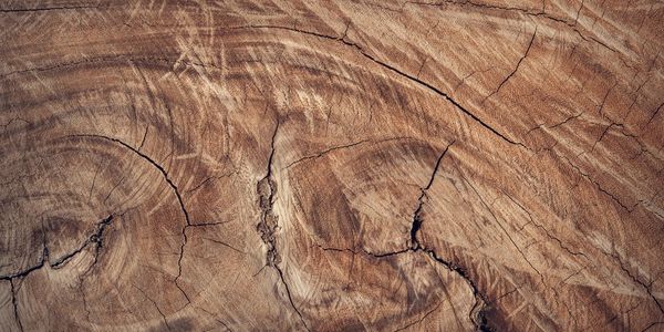 Close-up of tree rings and natural cracks on a wooden surface.