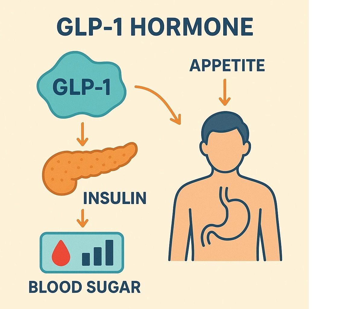 glp 1 hormone GLP-1 hormone regulates insulin, blood sugar, and appetite