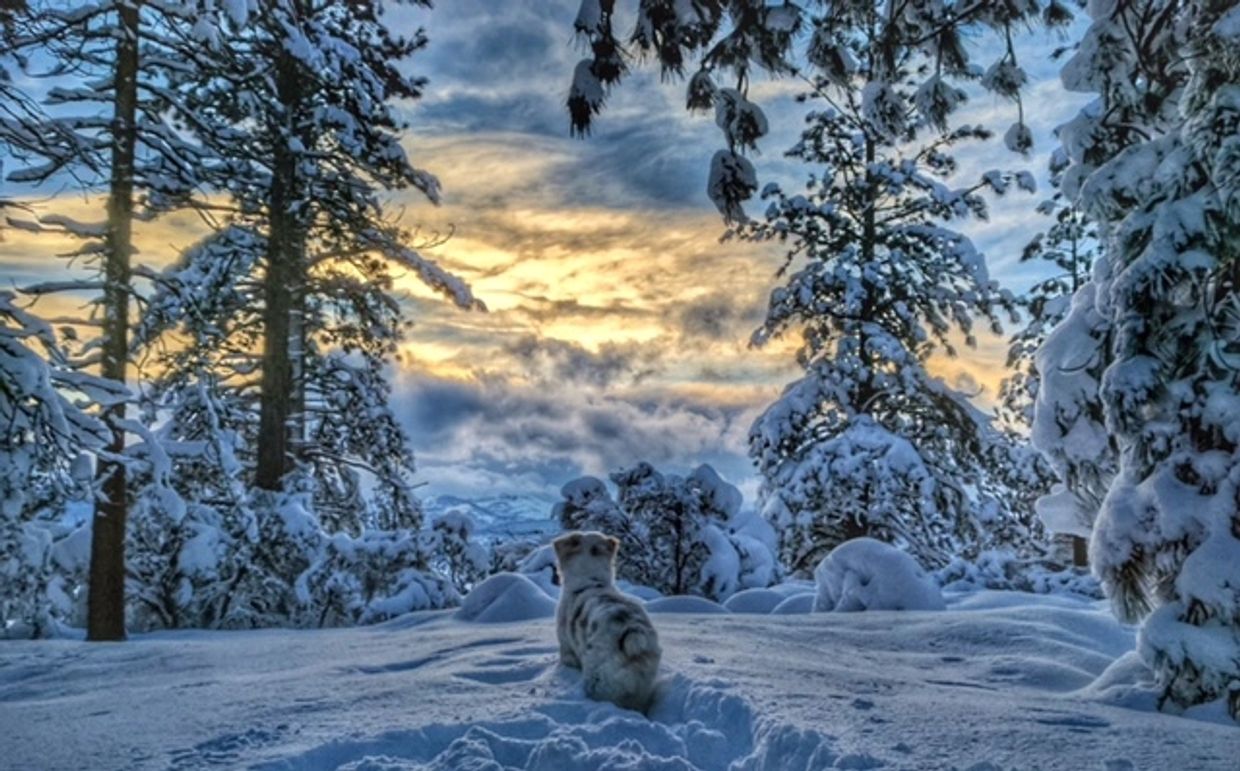 Australian Shepherds in Oregon
The goose in the snow at Tahoe
Nevada California Arizona