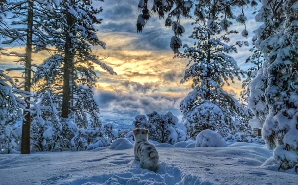 Australian Shepherds 
The goose in the snow at Tahoe
Nevada California Arizona