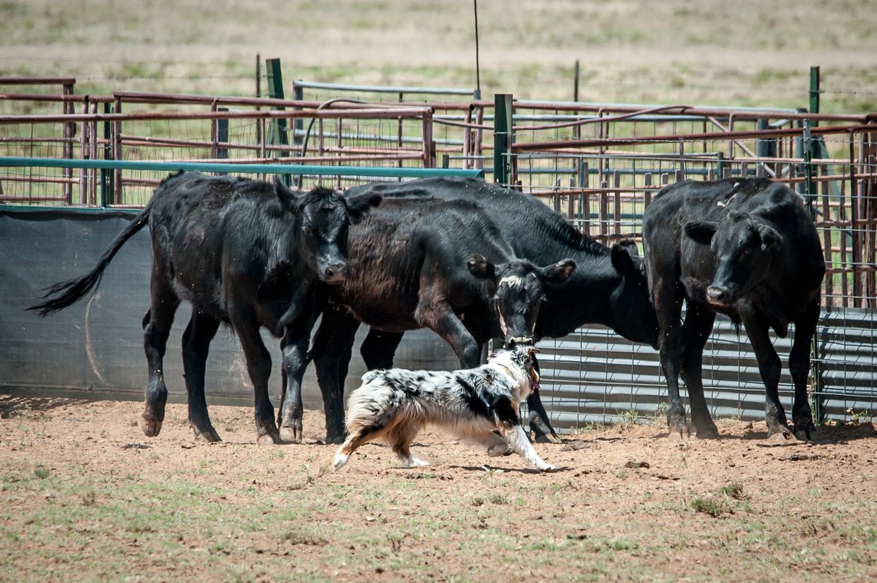 Blue merle CH Emee herding cows in New Mexico
California Nevada Arizona 