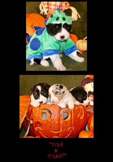 Puppies at Halloween