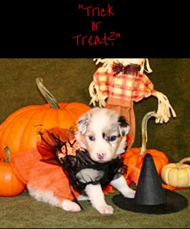 Trick or Treat puppy