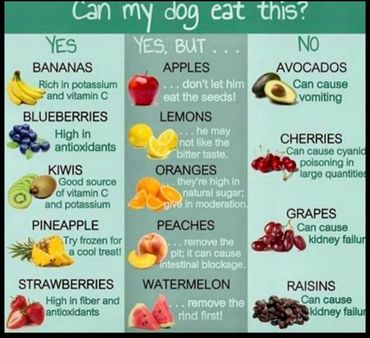 Can my dog eat this