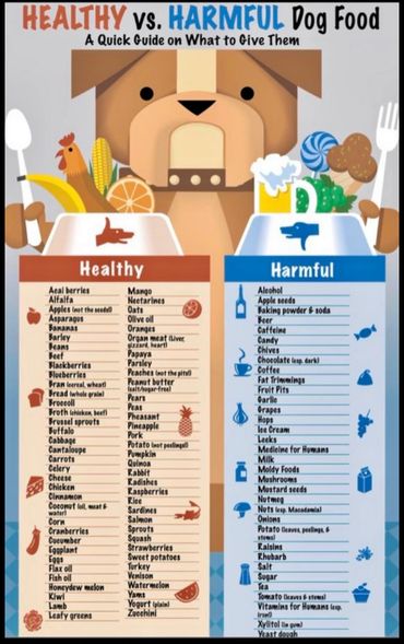 healthy vs harmful dog food