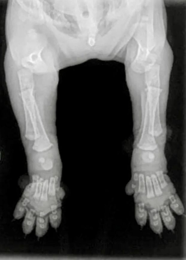 What Are Growth Plates In Dogs