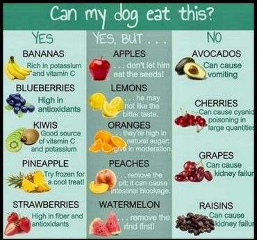 What  your dog can eat