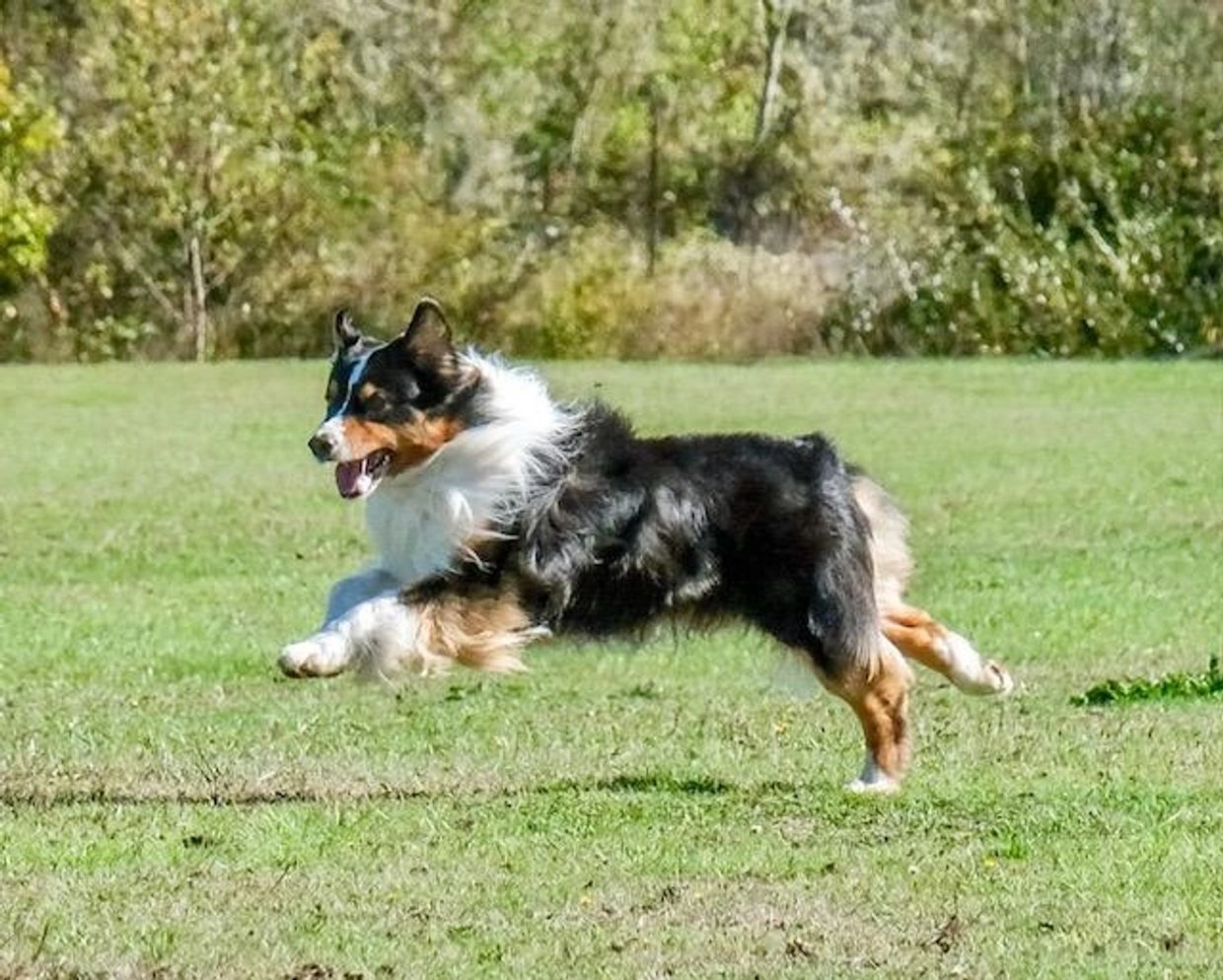 Buzz black tri male aussie running in Oregon
Arizona, California, Nevada 