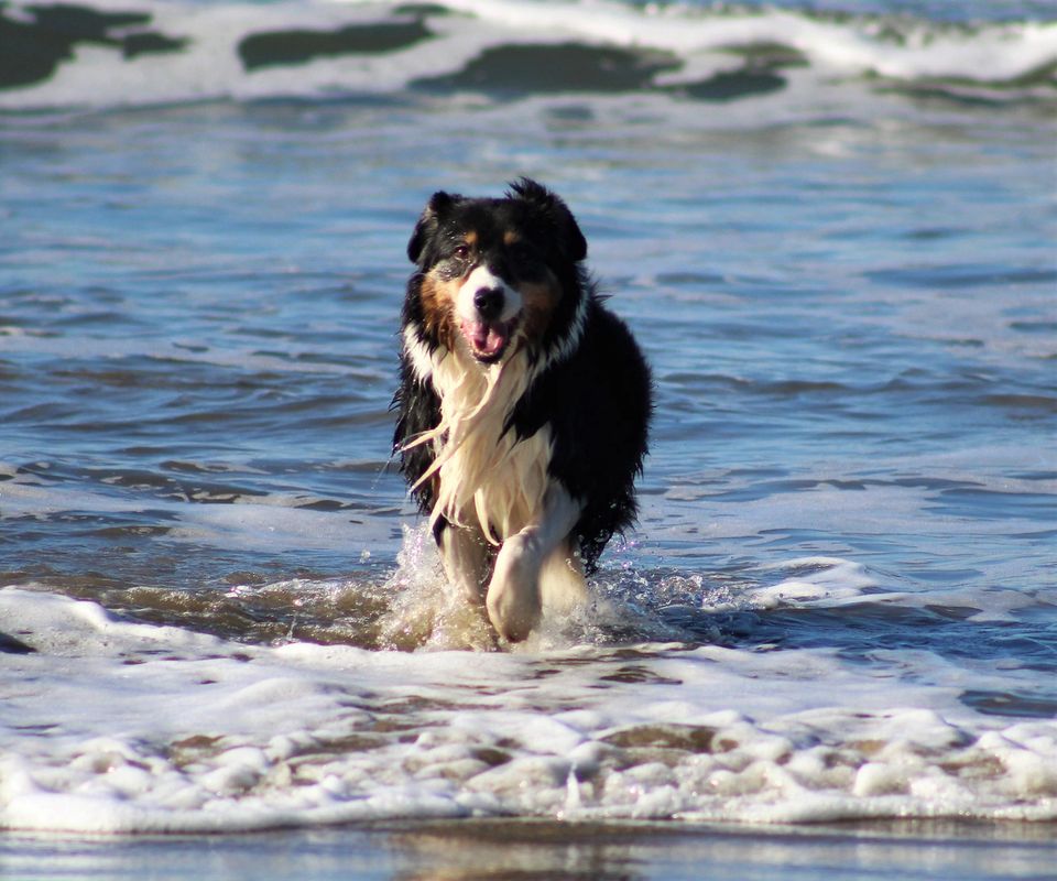 Bright Eyes Australian Shepherds Australian Shepherds