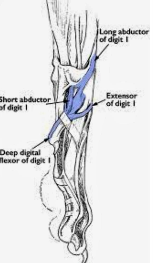 Dew Claws ... How important are they?