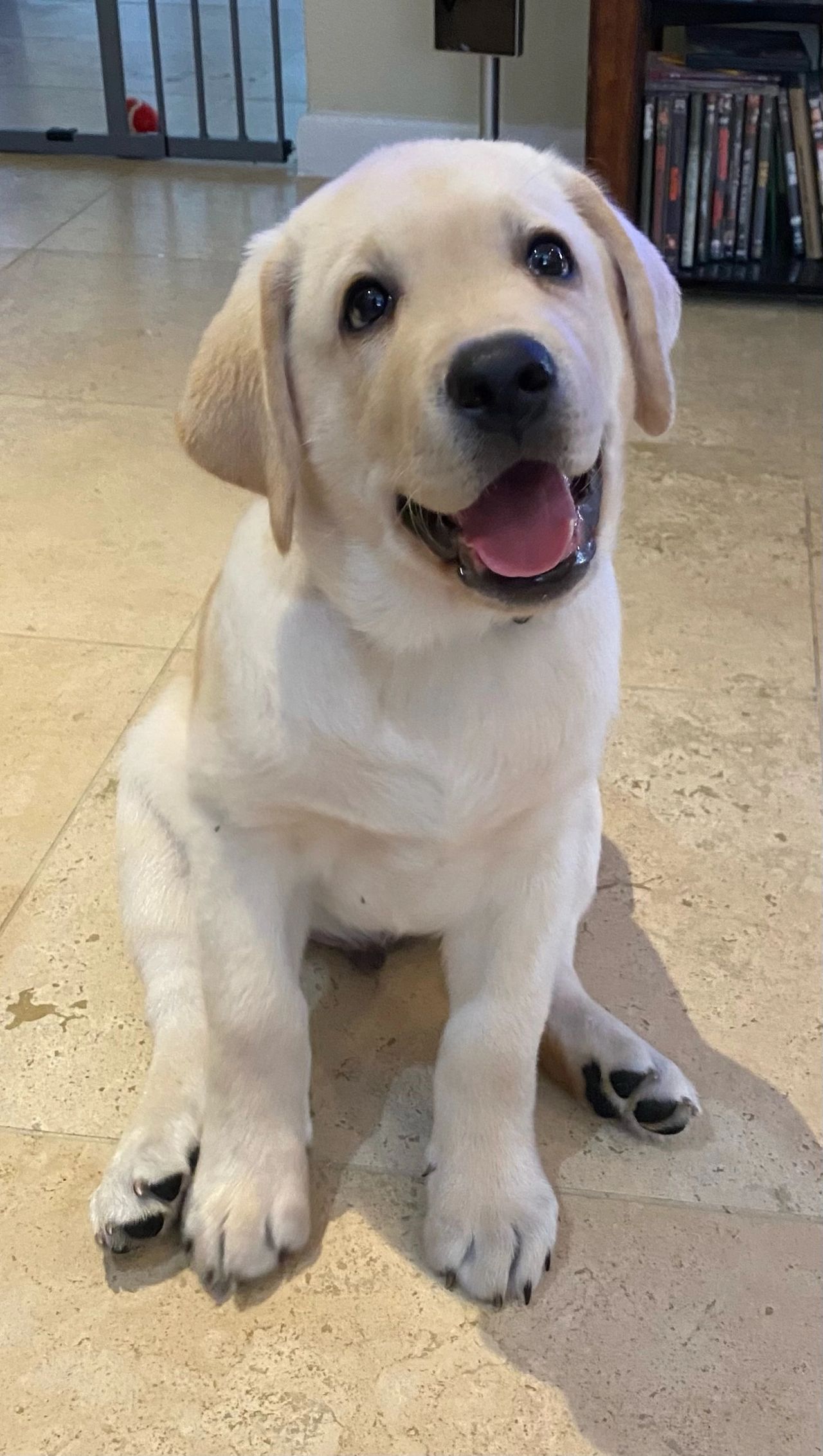 List of Dangerous Food for Dogs
