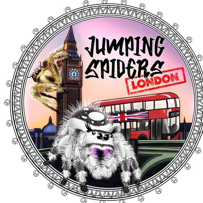 Jumping Spiders London