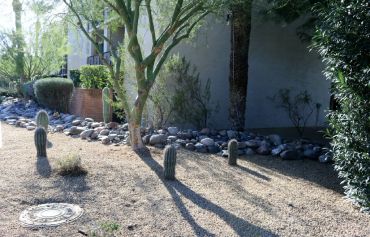 Desert yard with small cacti and long shadows.