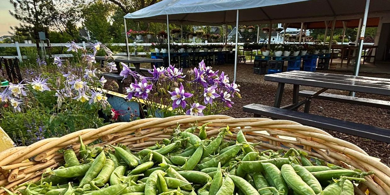 Peas at Farmstand