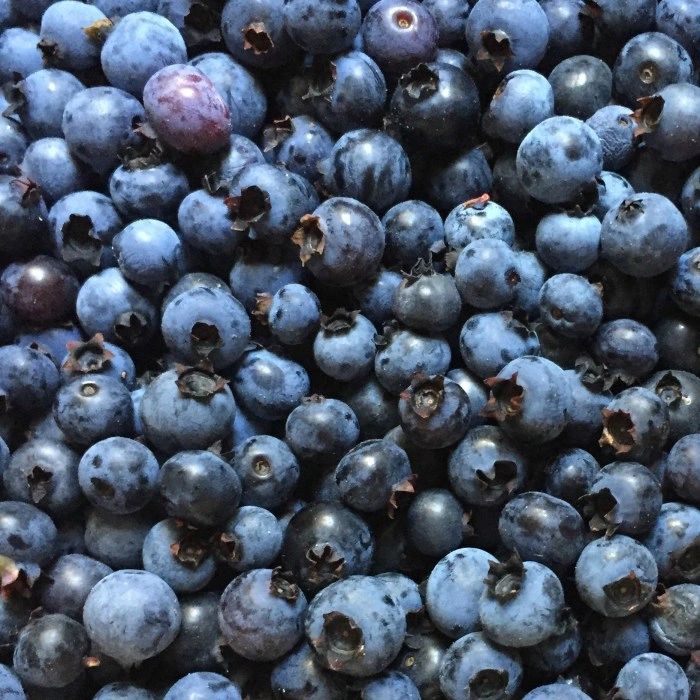 Blueberry Season