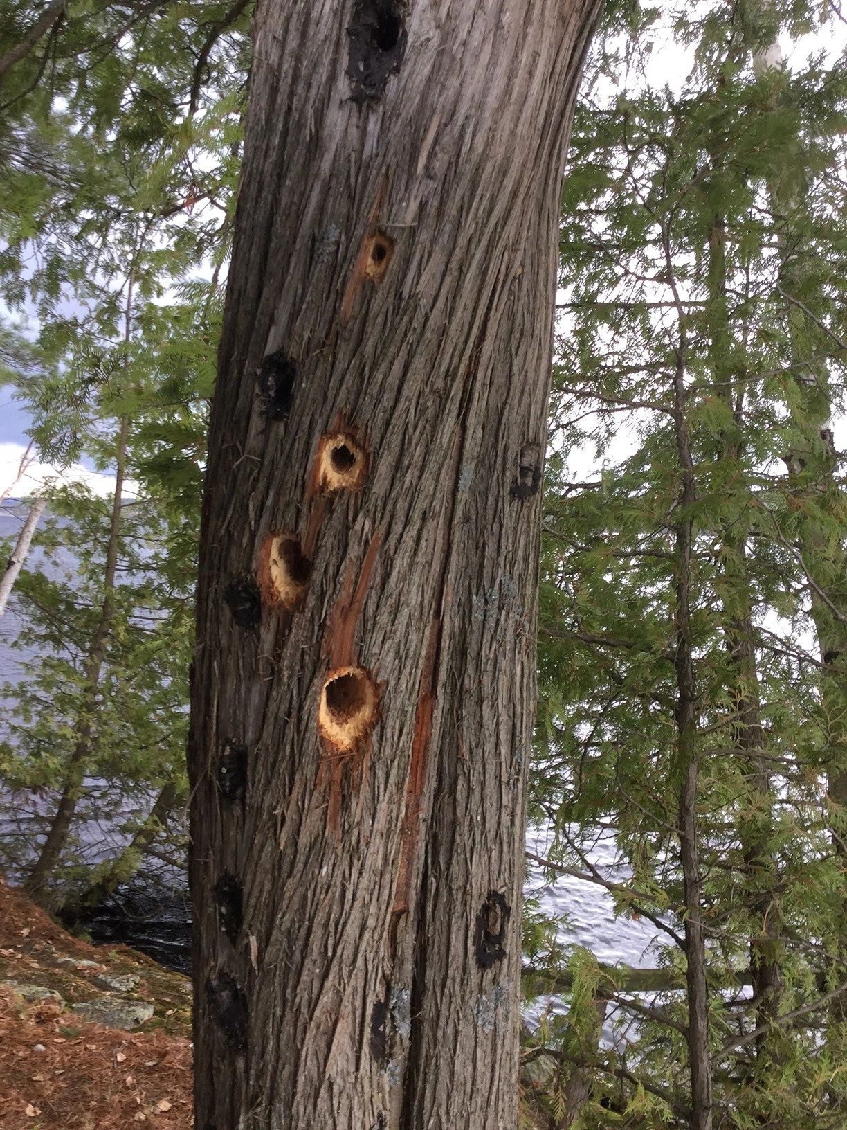 What to do about Woodpecker Holes?
