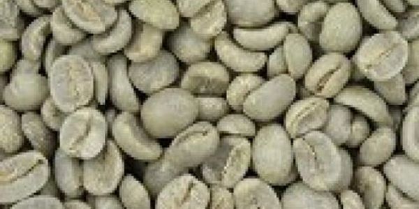 Close-up of unroasted green coffee beans.