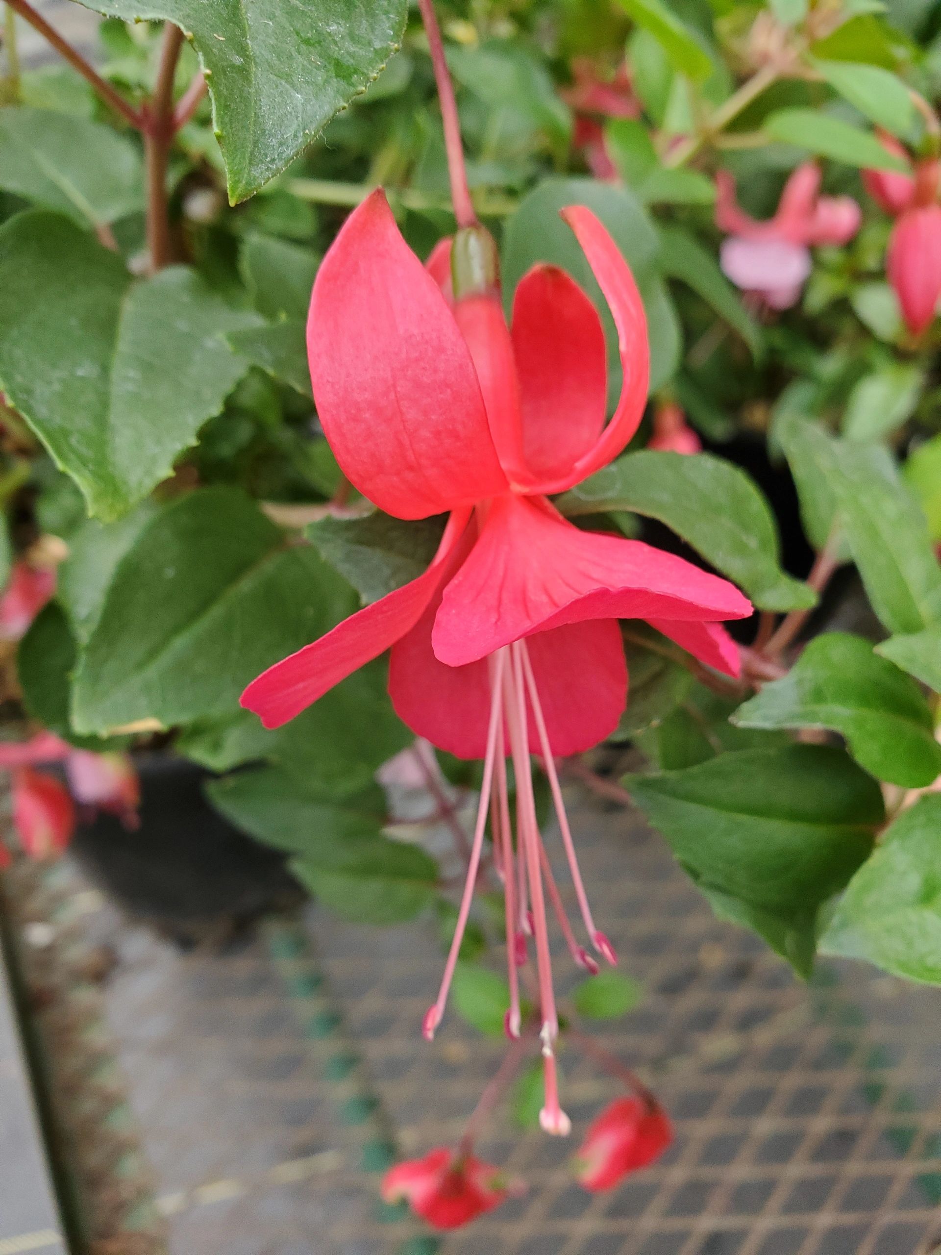 Fuchsia Sport