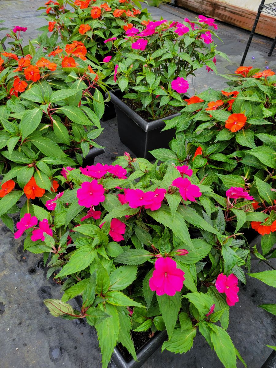 SunPatiens