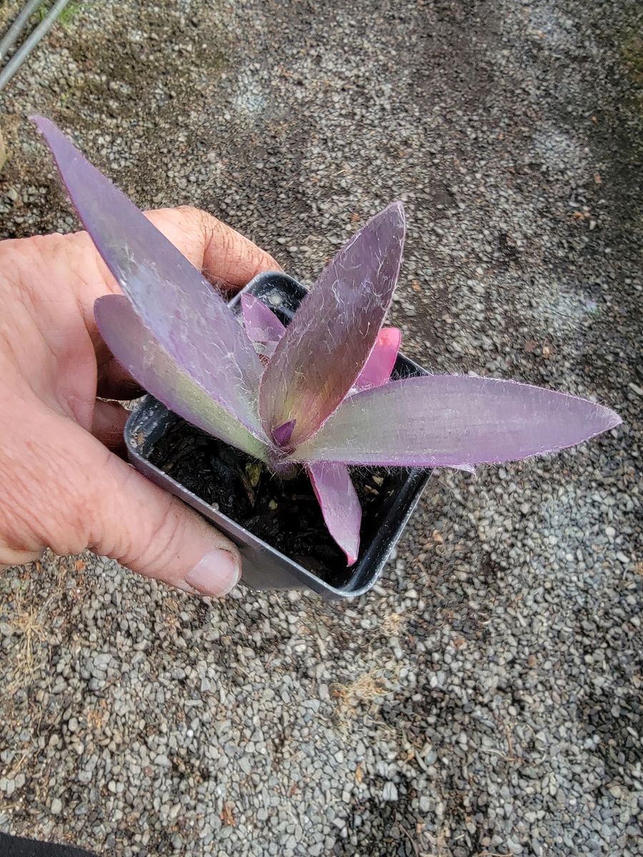 Setcreasea purpurea 'Purple Heart'