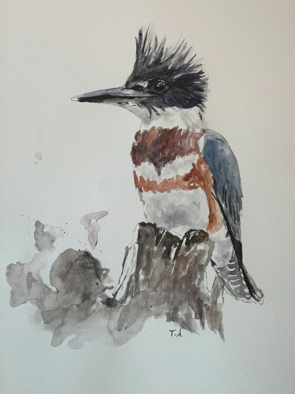 KOOKABURRA