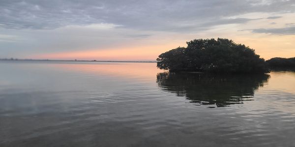 Calm water with silhouetted trees at sunset under a cloudy sky in Tampa Bay.