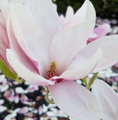Sacred Space Sanctuary's magnolia tree in blossom.