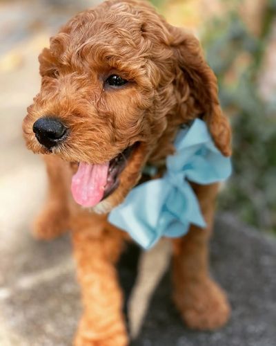 Mini goldendoodle puppies in Ohio