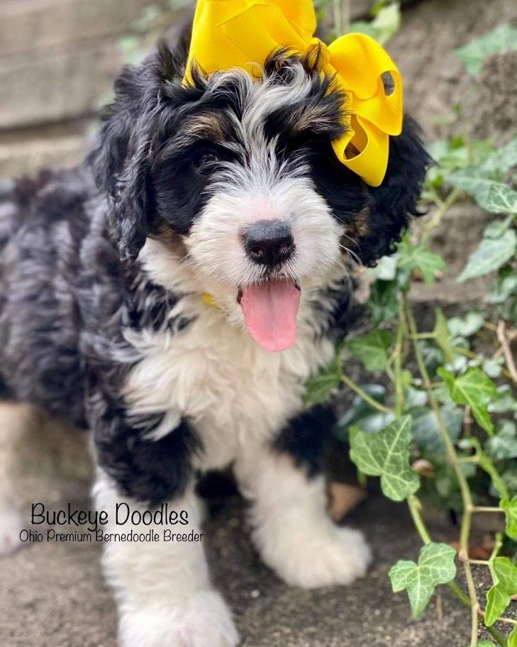 Fluffy Bernedoodle puppy with a yellow bow, playfully sticking out its tongue.