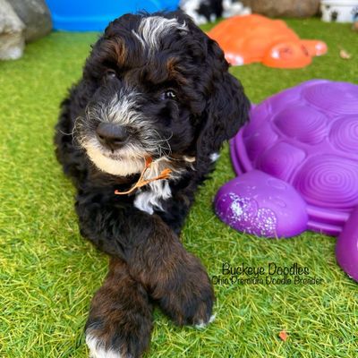 Mini Bernedoodle