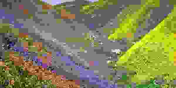 Desert in full multicolor bloom