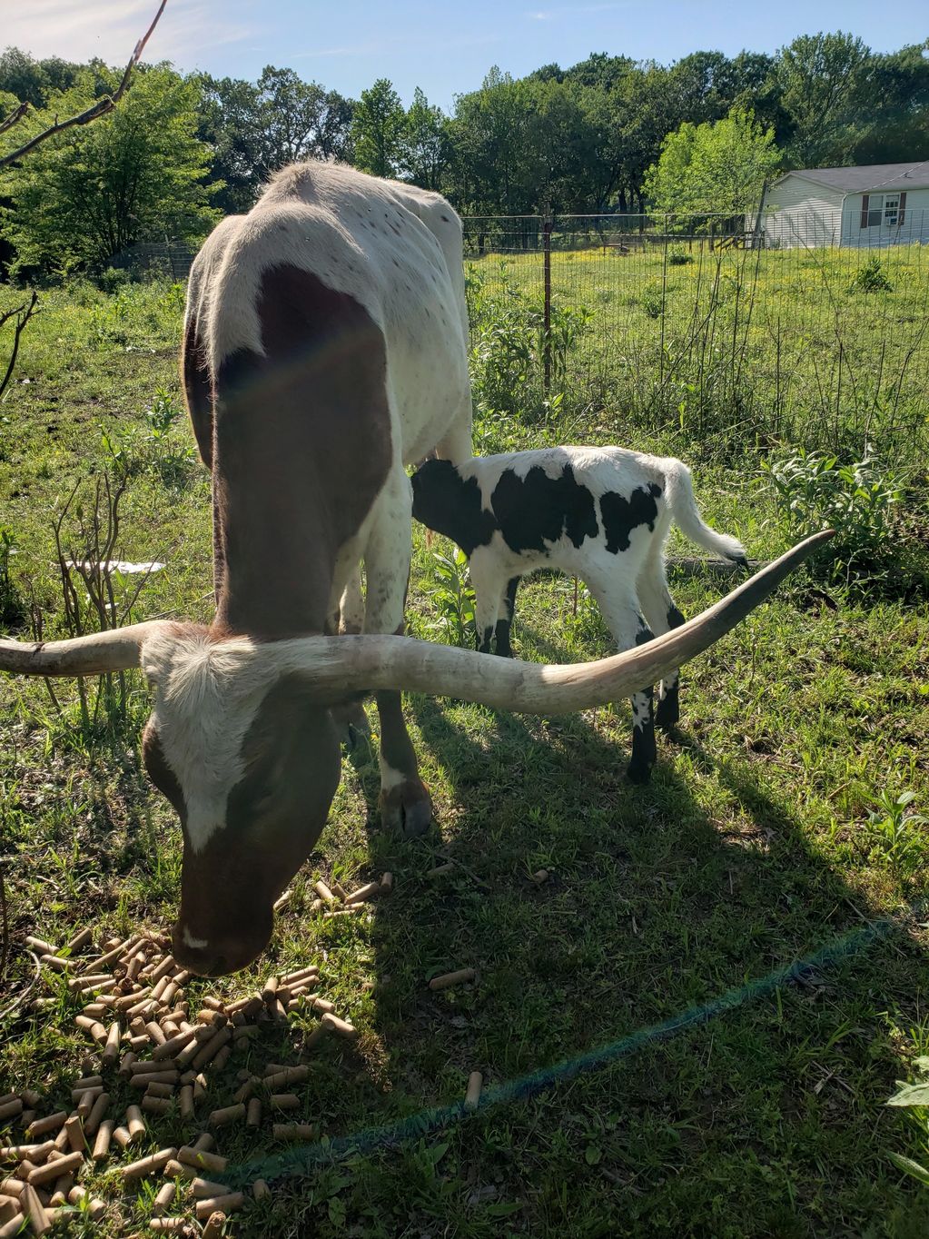 New Texas Longhorn, bull calf, cow/calf pair