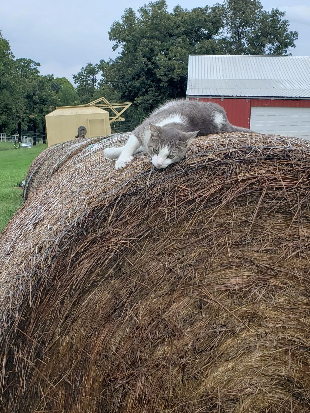 milbauerranch, milbauer ranch, Freddy, cat supervising.