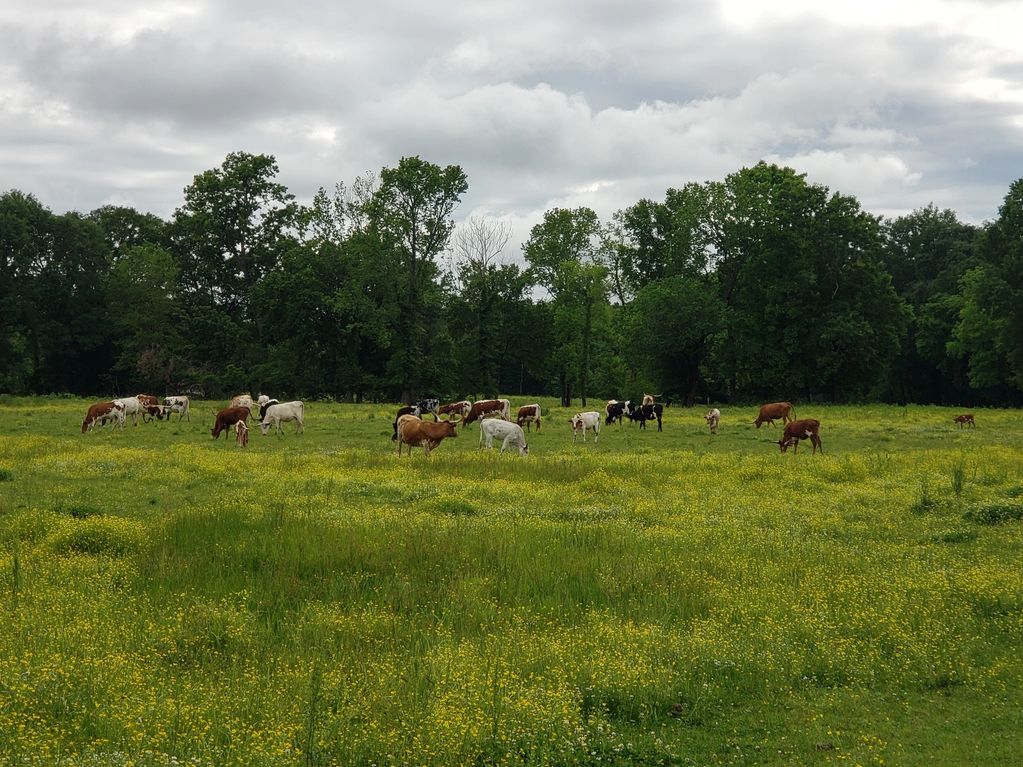 Texas Longhorns, Milbauerranch, milbauer ranch, herd, longhorns